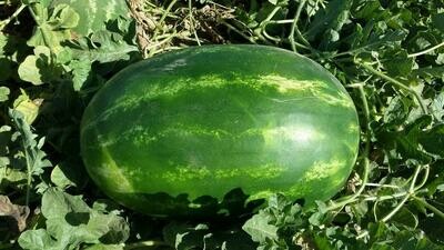 Sandia Santanela