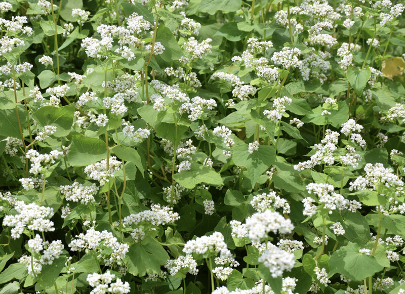 field of Buckwheat 
