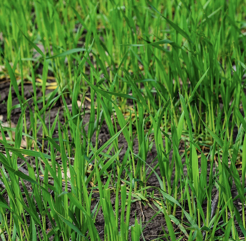 Winter Rye 