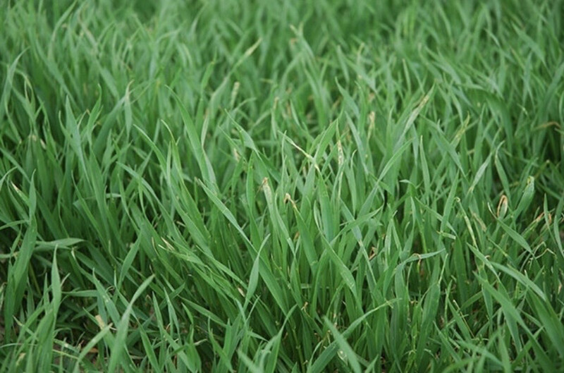 Winter Wheat field
