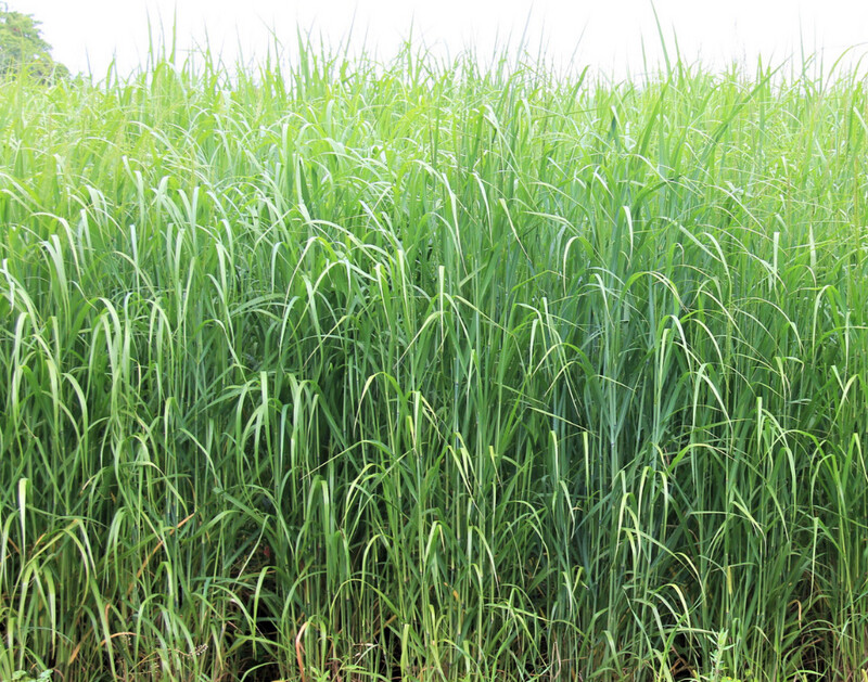 RC Big Rock Switchgrass 