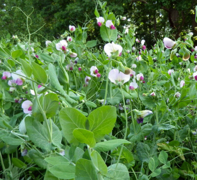 WyoWinter Winter Pea
