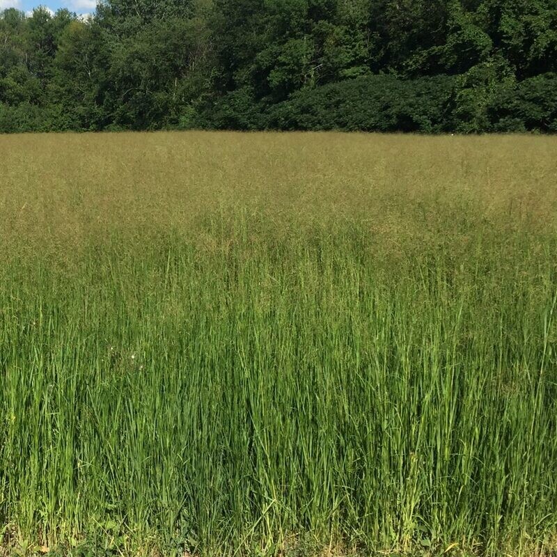 RC Tecumseh Switchgrass
