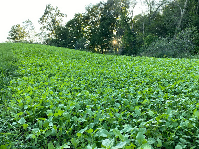 Daddy Buck Brassica field
