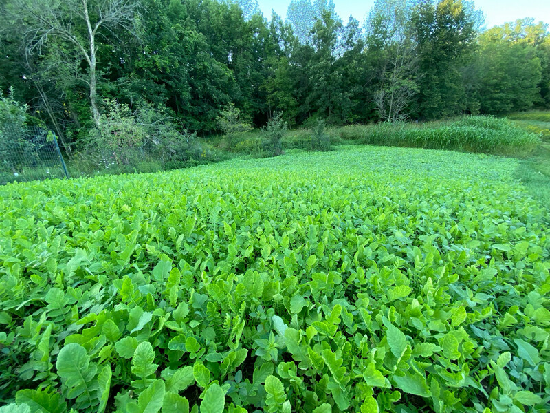Tillage Radish field
