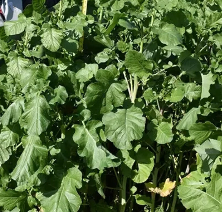 field of Bayou Kale