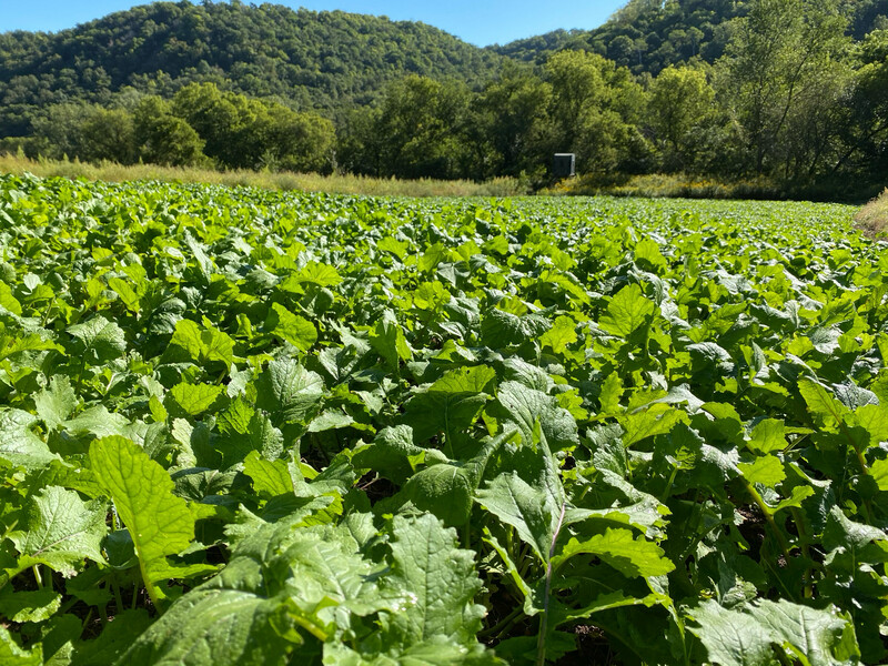 Sugar Beet field
