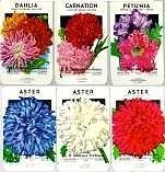 Aster Set Flower Seed Packs