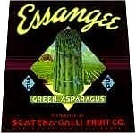 Essangee Asparagus