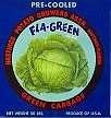 Fla-Green Cabbage