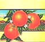 8062 Stock Oranges