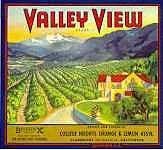 Valley View Oranges