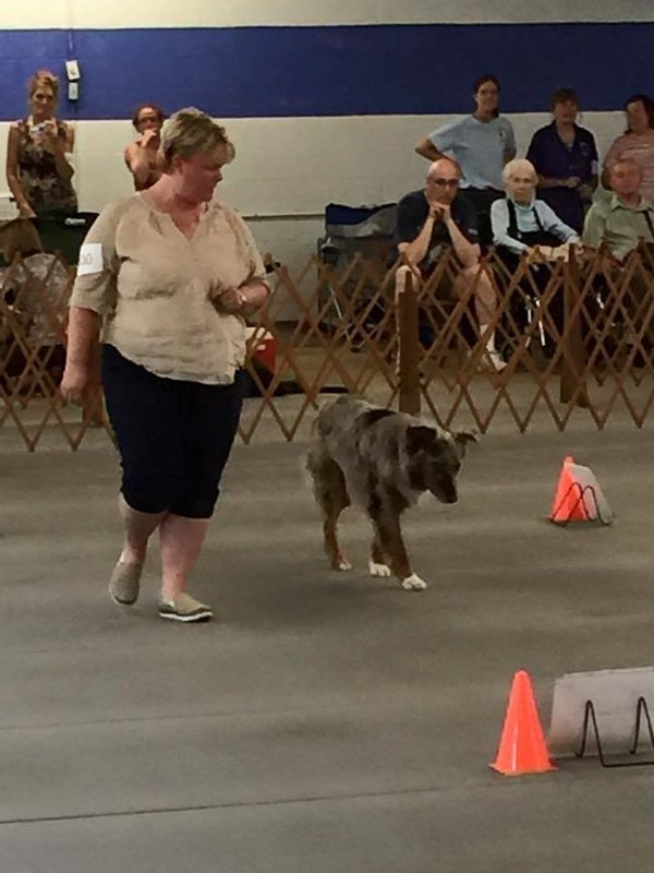 Rally/Obedience