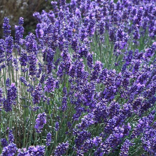 Lavender - 3.5&quot; Plant