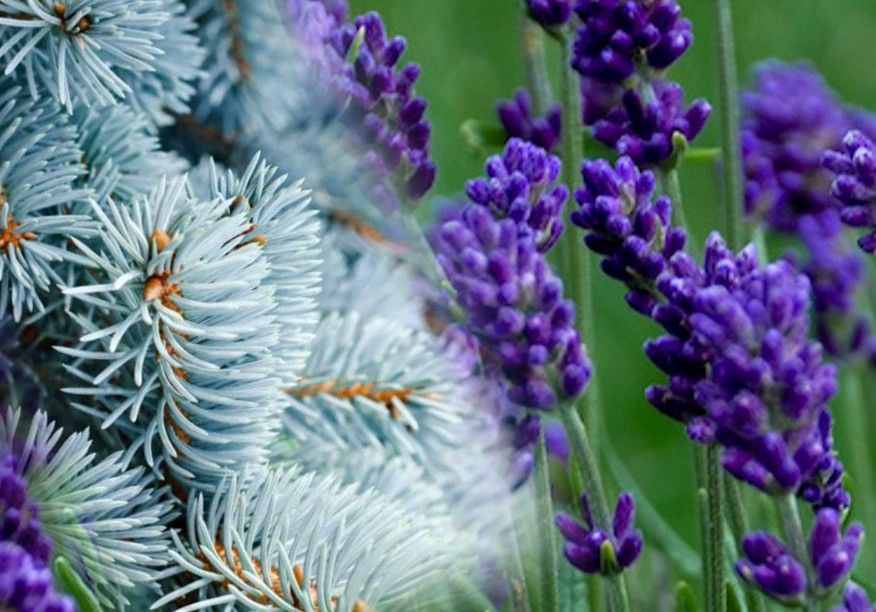 Lavender Essential Oil Room Spray, Scent: Lavender White Spruce