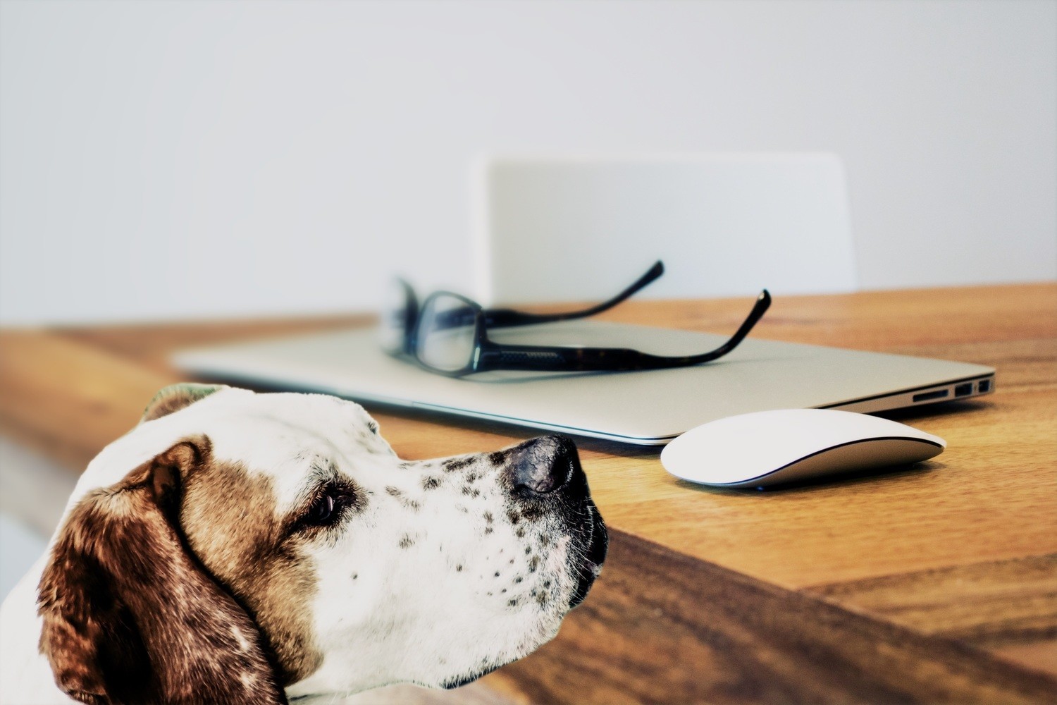 Évaluation Canine Exhaustive
