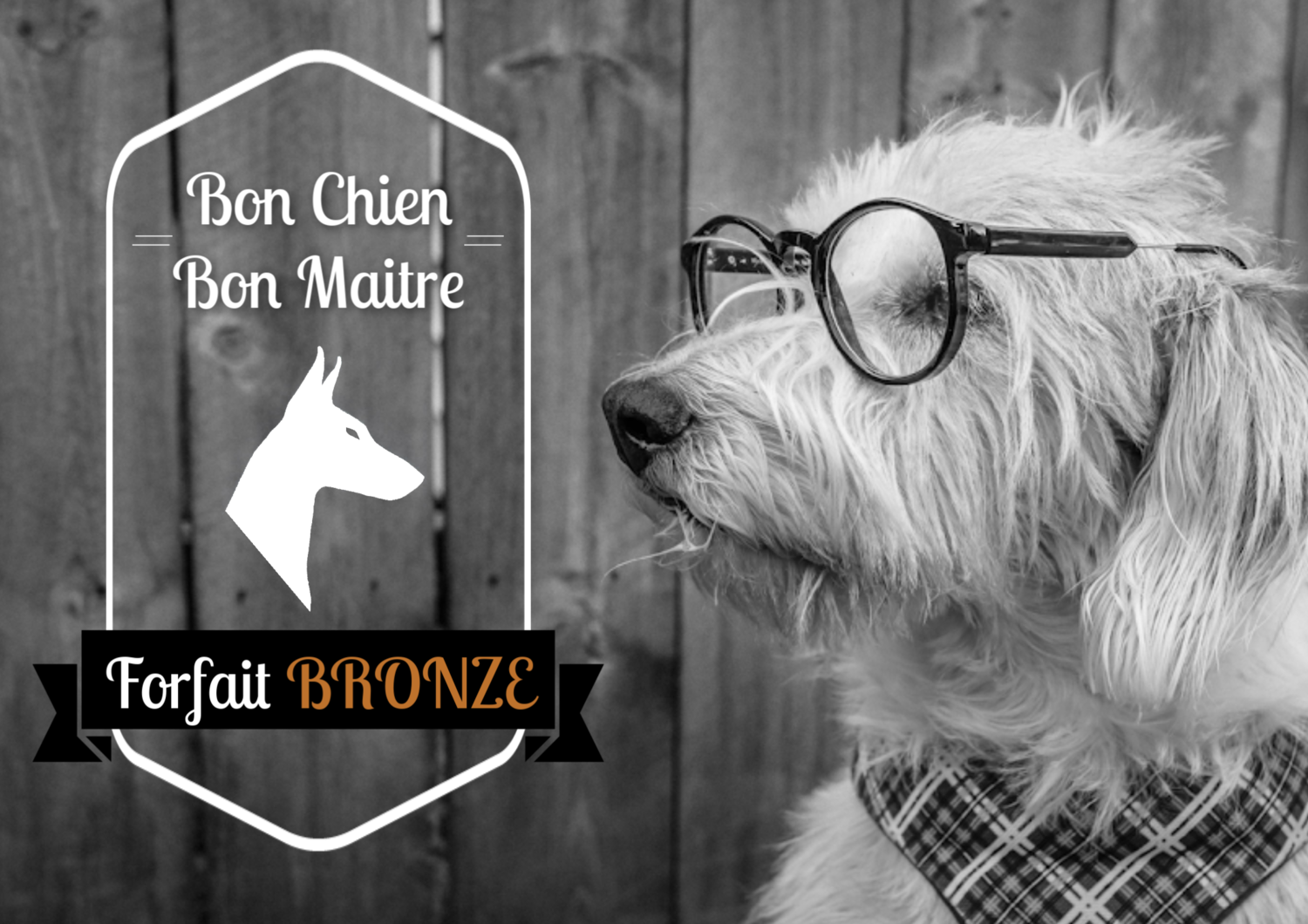 Bon chien, bon maitre - Forfait Bronze