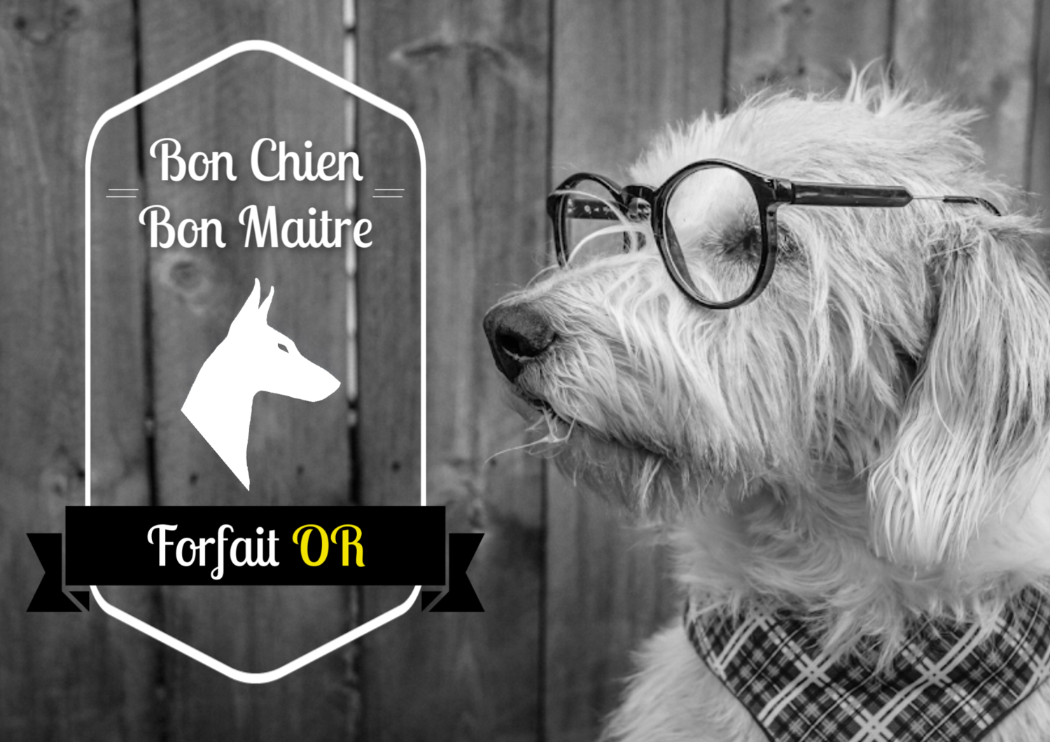 Bon chien, bon maitre - Forfait Or