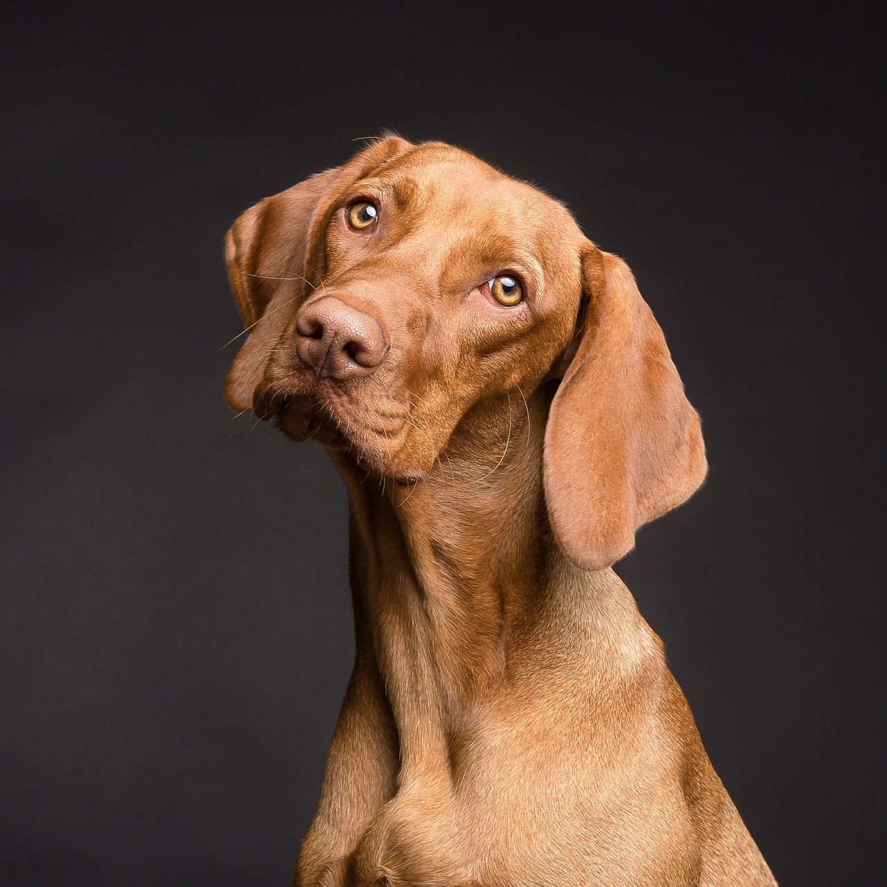 Pas Bête Le Chien! ONLINE