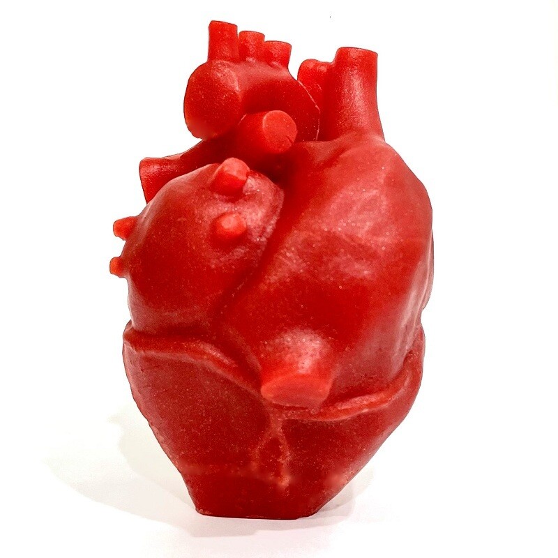 Анатомическое сердце 3D