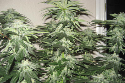 RASKAL&#39;S OG Kush