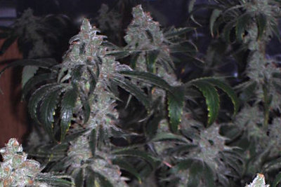 TAHOE OG