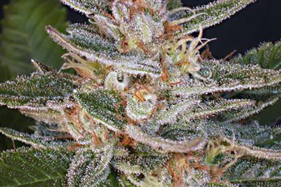 CATARACT KUSH