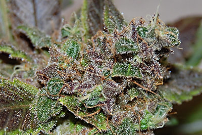 KUSHBERRY