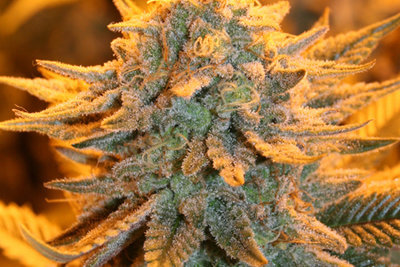 BIG BUD (INDICA)