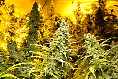 PLATINUM BLUE JACK