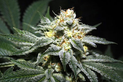 THAI FIRE OG