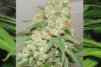 SOUR DIESEL