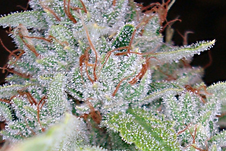 HEROJUANA OG