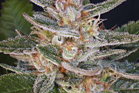 CATARACT KUSH