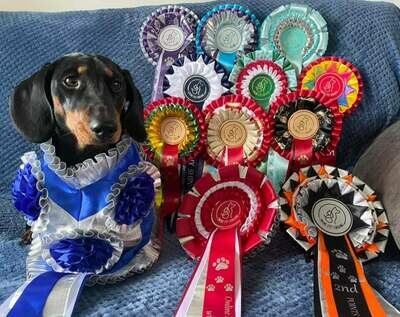 PLEASE CLICK FOR PET CLASSES PLEASE CLICK FOR PET CLASSES