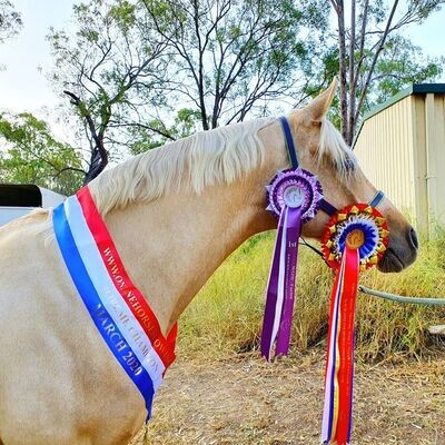 CLASS 28: ONLINE HORSE SHOWING'S ROSETTE MODELS CLASS 28: ONLINE HORSE SHOWING'S ROSETTE MODELS