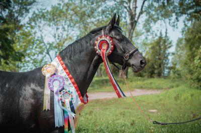 ALL THINGS EQUINE - Limited Class