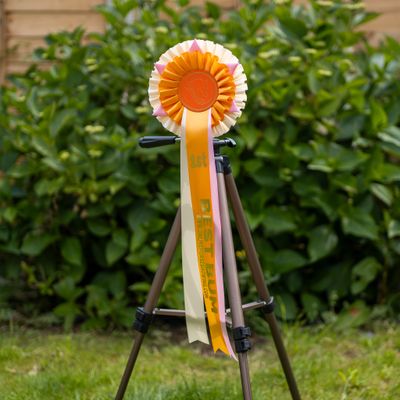 CLASS 10: BEST BUM