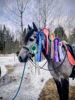 ALL THINGS EQUINE - Limited Class