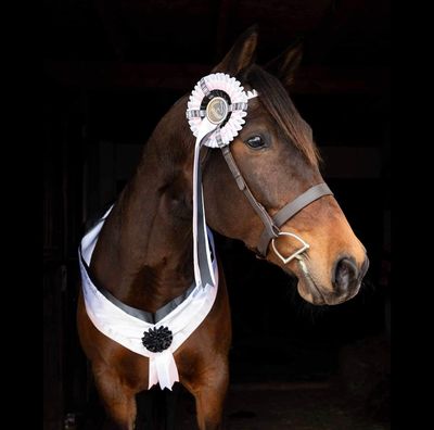 ALL THINGS EQUINE - Limited Class