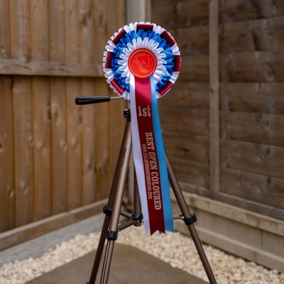 CLASS 4: BEST OPEN COLOURED