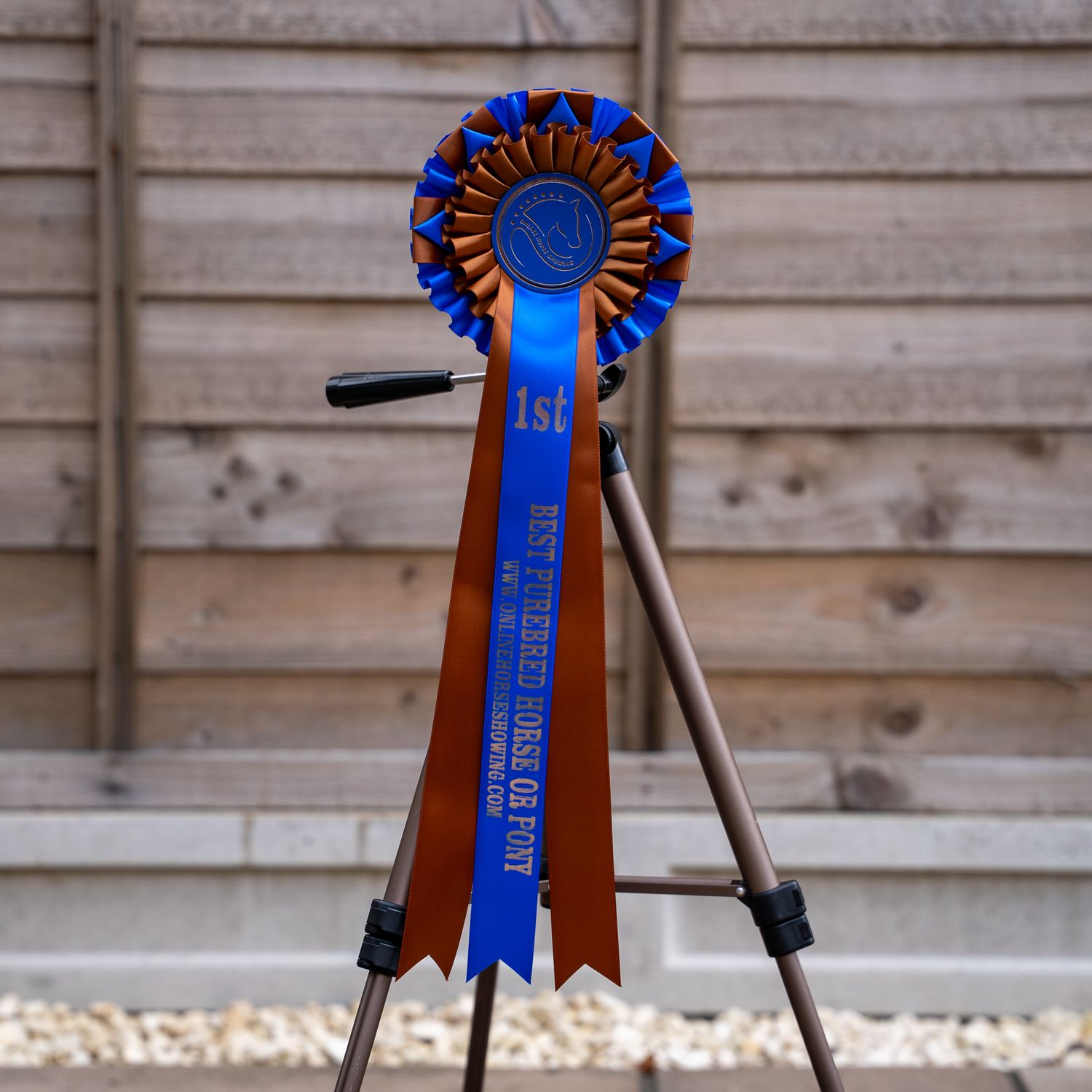CLASS 5: BEST PUREBRED HORSE OR PONY