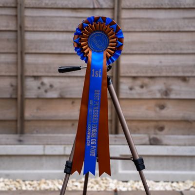 CLASS 5: BEST PUREBRED HORSE OR PONY