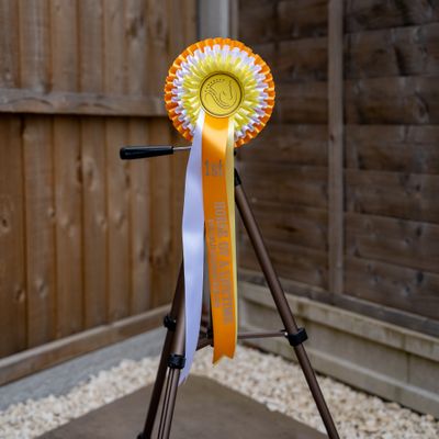 CLASS 15: HORSE OF A LIFETIME