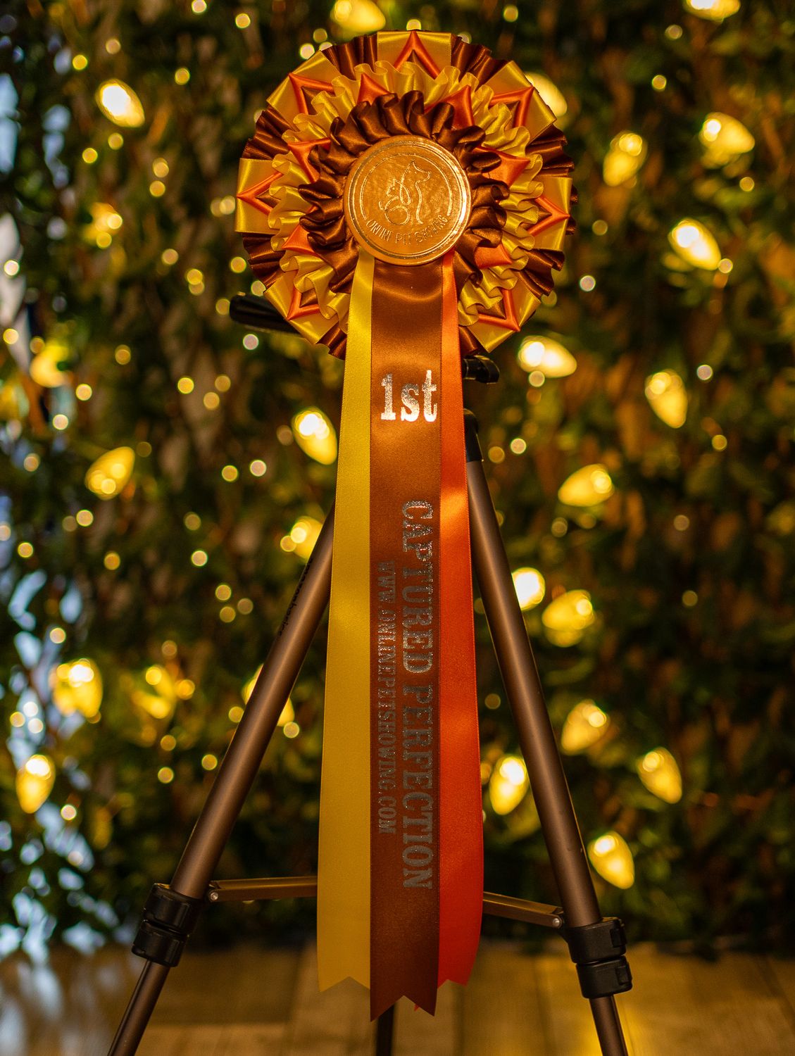 PET CLASS 1: CAPTURED PERFECTION