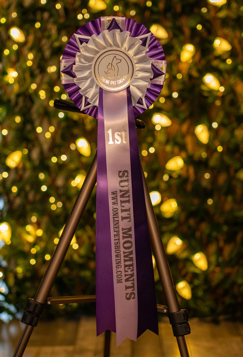 PET CLASS 6: SUNLIT MOMENTS