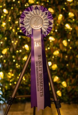 PET CLASS 6: SUNLIT MOMENTS