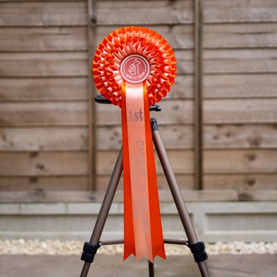 PET CLASS 8: CAUGHT IN THE ACT