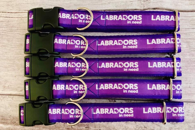 Purple Labradors In Need Collar