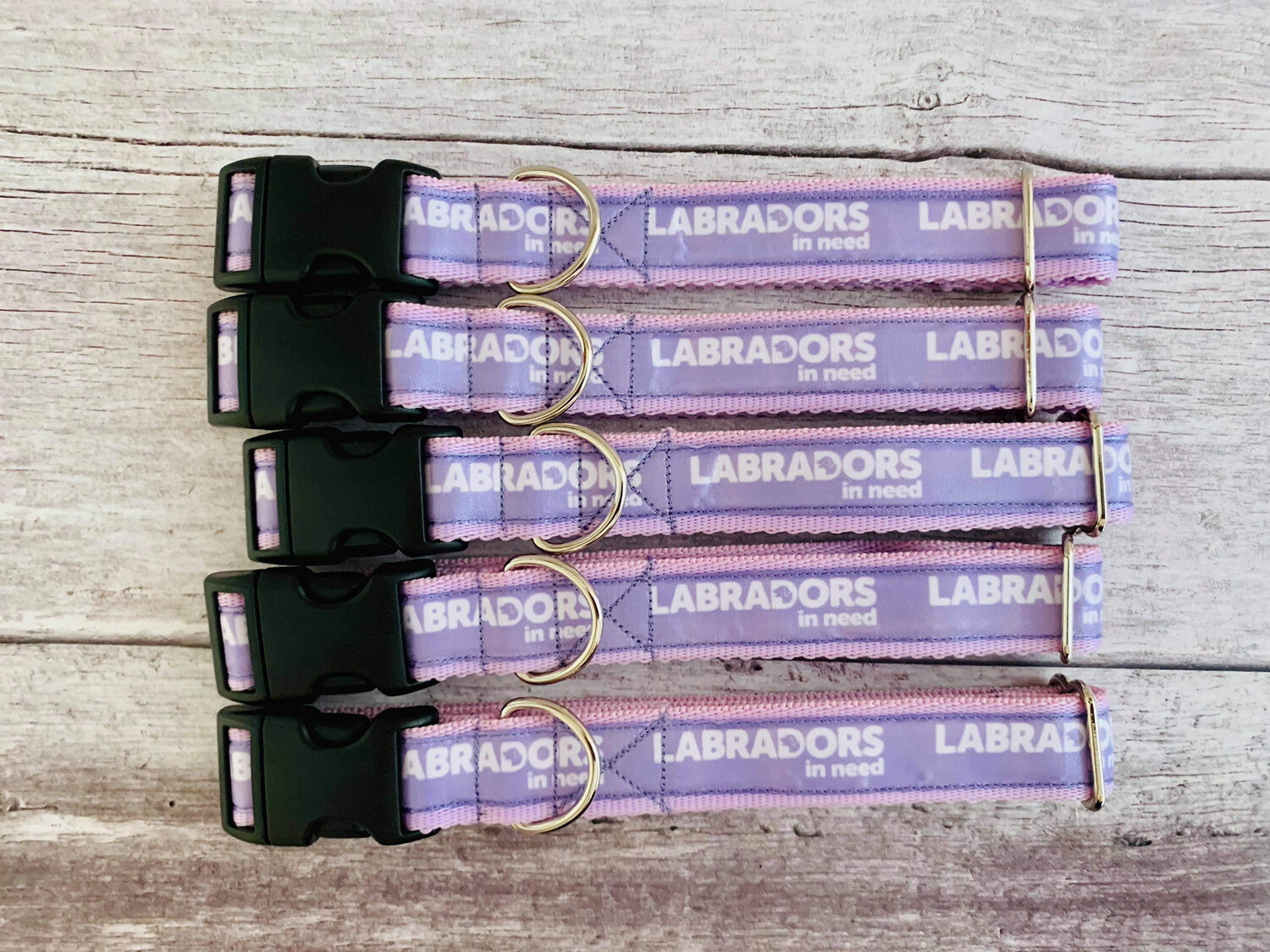 Lilac Labradors In Need Collar